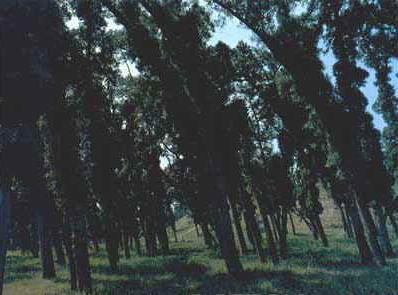 汉光武帝陵风景图