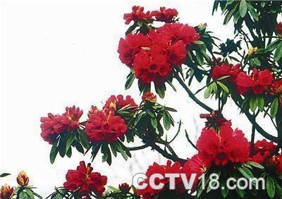 百里杜鹃林带风景图