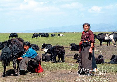 若尔盖,中国最美的沼泽湿地(组图) 若尔盖,中国最美的沼泽湿地(组图)