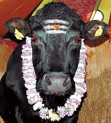 印度禁止宰牛