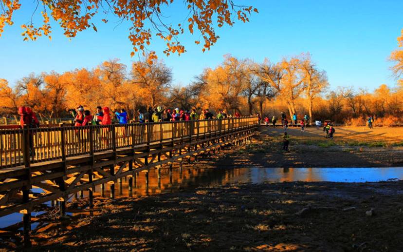 看神舟发射赏胡杨林 额济纳一条旅游线路数十年难遇
