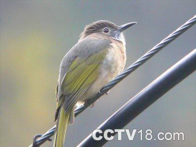 福州国家森林公园风景图