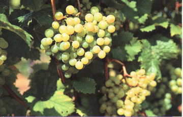 昌黎县葡萄沟风景图