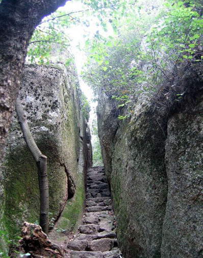 六里坪森林公园风景图
