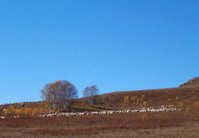 塞罕坝国家森林公园风景图