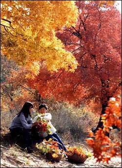 大青沟国家级自然保护区风景图