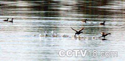 海城市三岔河湿地