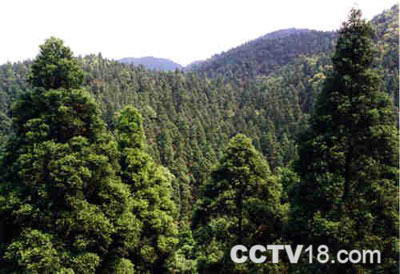 舒兰森林公园风景图