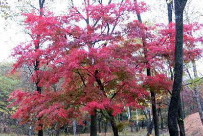 拉法山国家公园风景图