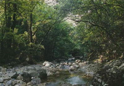 舒兰森林公园风景图