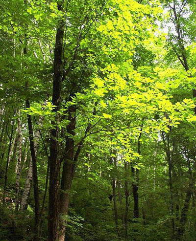 龙湾国家森林公园