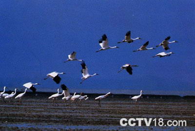 鄱阳湖候鸟保护区