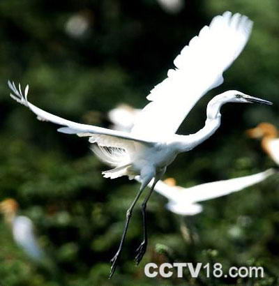 鄱阳湖候鸟保护区风景图
