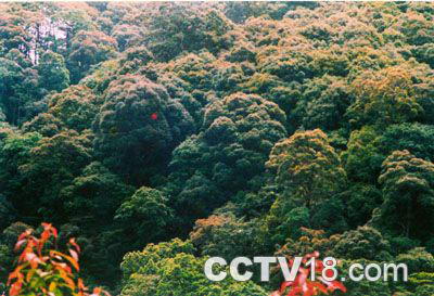 官山自然保护区风景图
