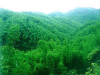 沐川黑熊谷原始森林公园