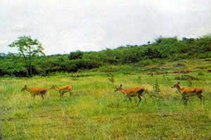 大田坡鹿保护区