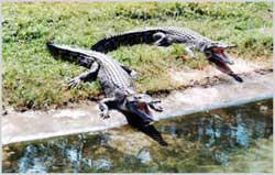 南泰鳄鱼湖动物园