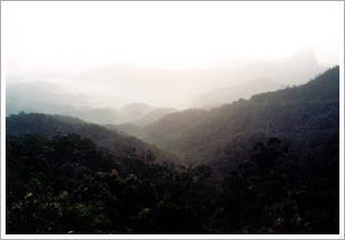 坝王岭森林自然保护区