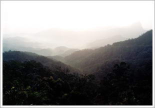 坝王岭森林自然保护区