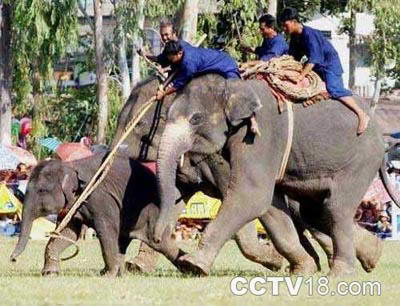 版敦猎象和驯象中心