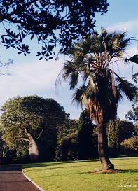 悉尼皇家植物园与领地区